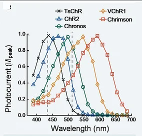 Photoresponsive proteins. e) Reproduced with permission.[78]Copyright 2014, Elsevier.