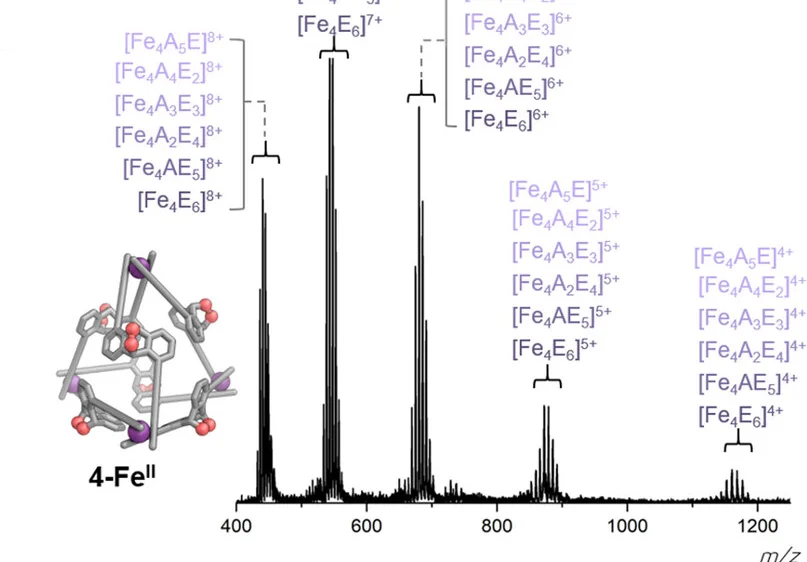 Electrospray mass spectra (MeCN) of cages 4-FeII following reaction with 1O2, confirming the presence of a mixture of cycloadducts for FeII.