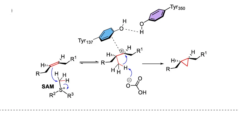 Proposed mechanism for ecCFAS showing the role of the Tyr137 and Tyr350 residues.