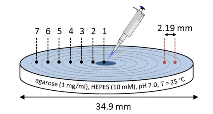 Experimental setup for local activation. The numbers indicated in the gel refer to the areas of which the absorbance or fluorescence intensity values are measured. Experimental data for areas 15 are reported in the following Figures.