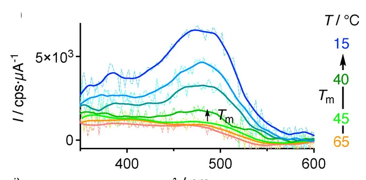 Original (pale) and smoothed (dark) excitation spectra of1(f, h, j) and2(g, i, k; both at 3 nM) in DPPC (f, g), DSPC (h, i), or DBPC LUVs (j, k) upon cooling.
