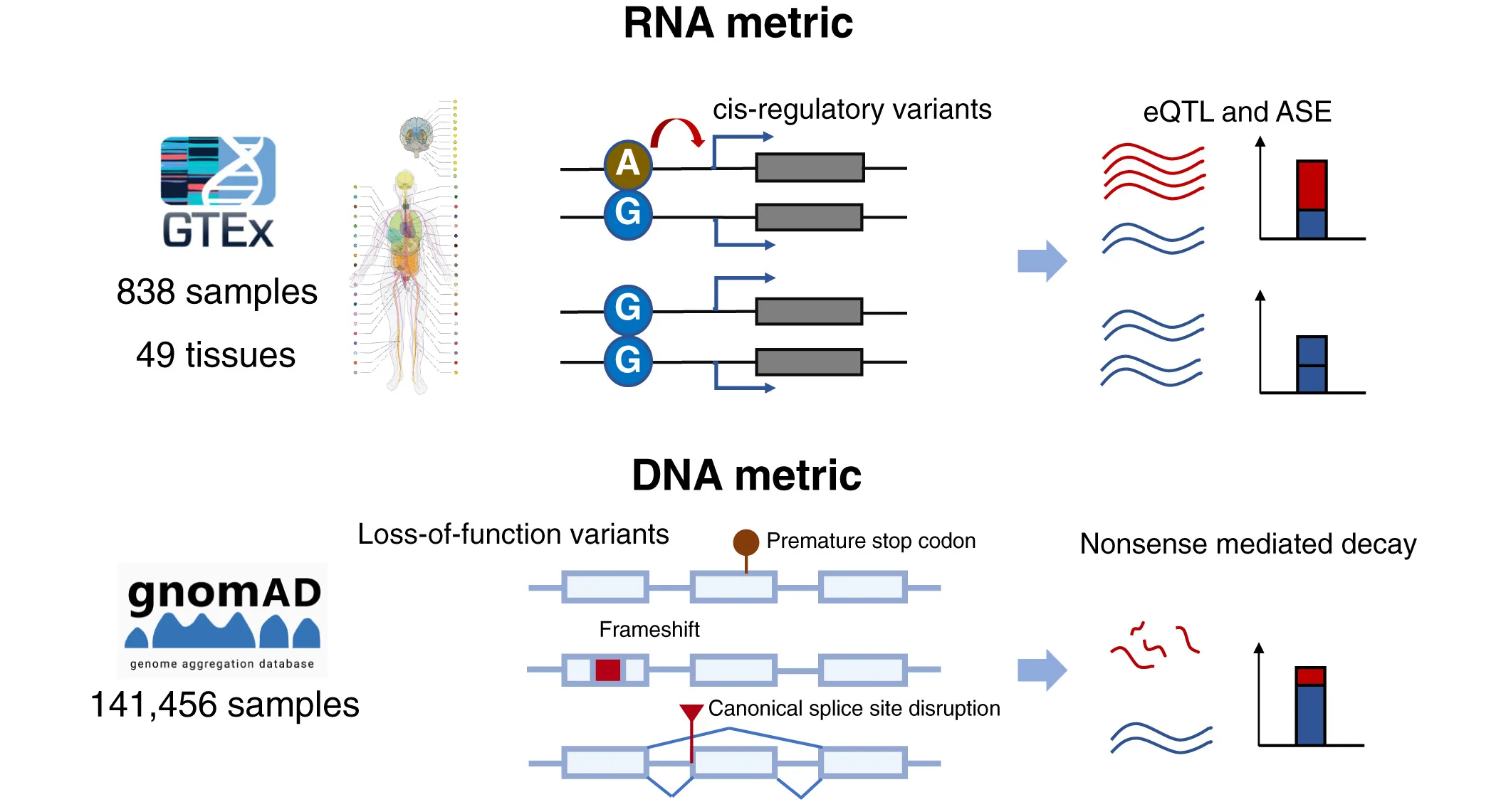Schematic illustration of RNA metrics (cis-regulatory variants) and DNA metrics (LoF variants) for measuring dosage constraints.