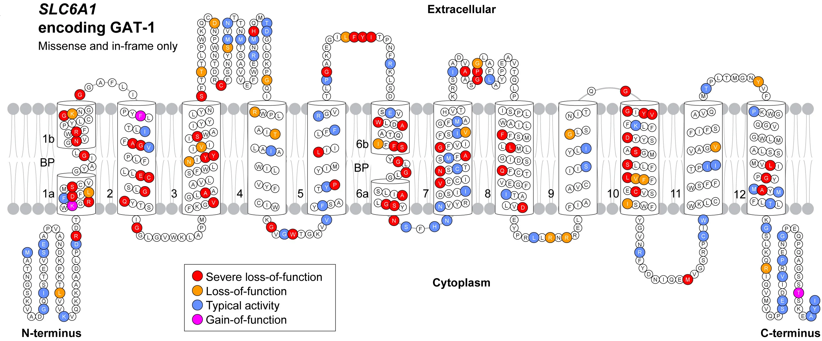 2D representation of GAT-1 organized by 12 TM domains and linking or terminal chains. Only missense and in-frame variants are highlighted.