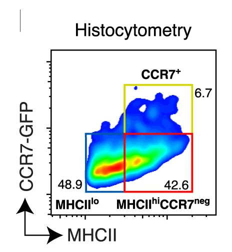 Analysis of cDC1 subpopulations in Ptgs1/Ptgs2-/-BRAFV600E tumors transplanted into CCR7+/GFP mice. Identification of cDC1 subpopulations in volumetric tumor images by histocytometry.