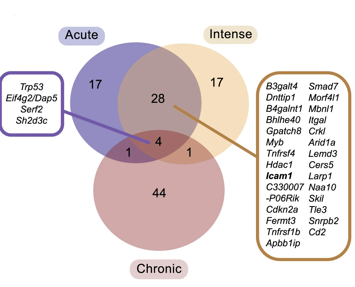 Overlapping genes from top 50 hits from each screen, genes are ranked by average effect size.