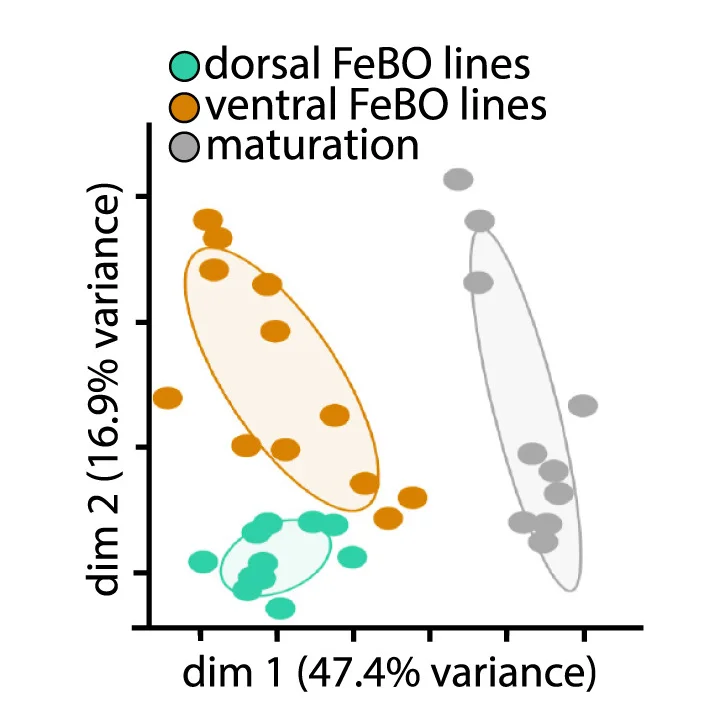 PCA on whole transcriptomes of expanding FeBOs derived from dorsal (green) or ventral (orange) forebrain as well as matured FeBOs (gray).