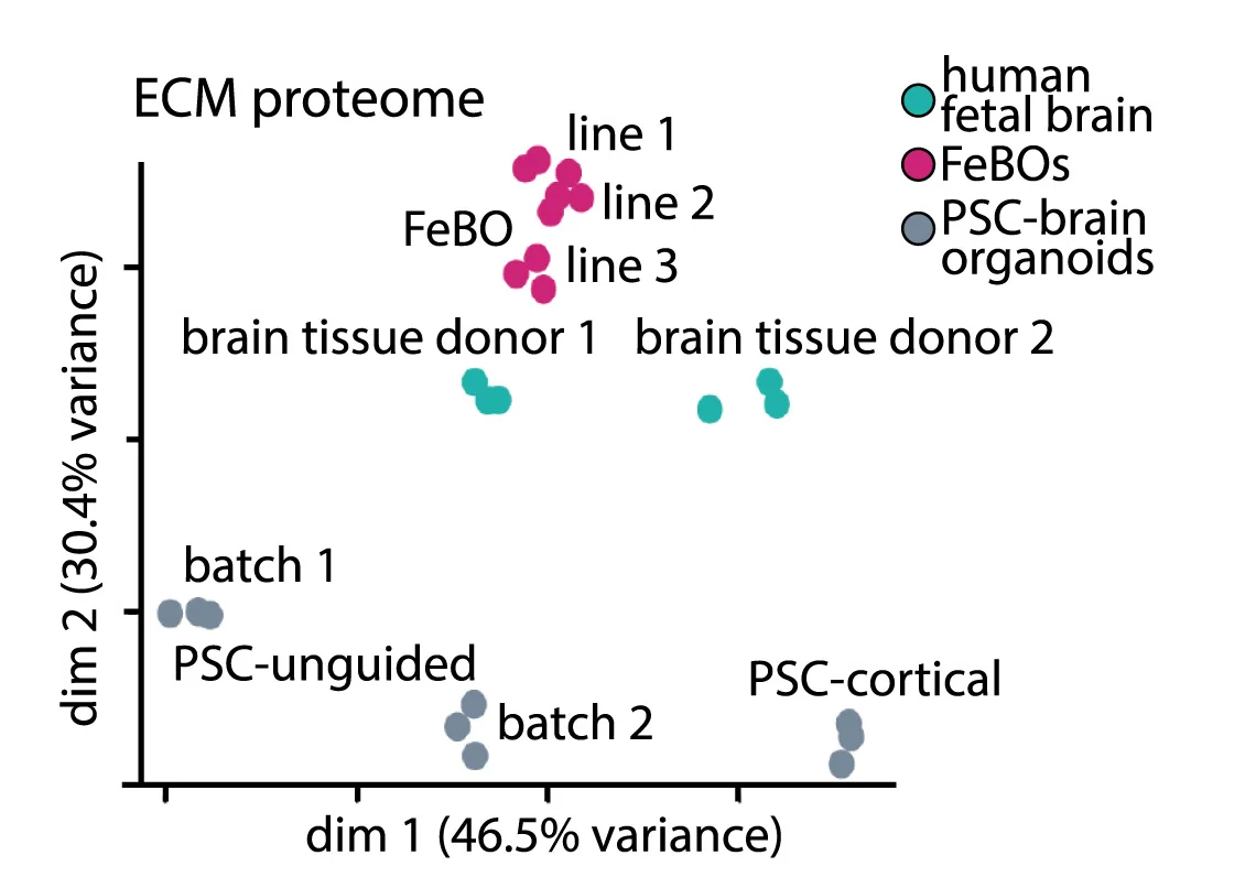 PCA on ECM proteomes of human fetal brain tissue, FeBOs, PSC-cortical spheroids, and unguided PSC-cerebral organoids. n = 3 replicates per condition.