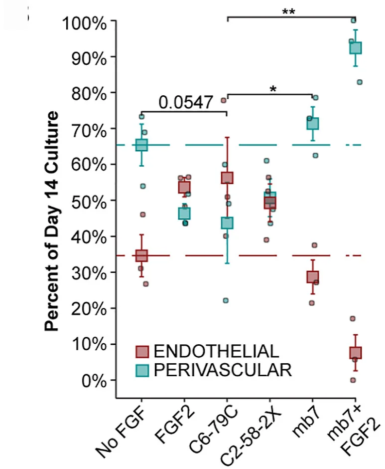 Proportion of endothelial or perivascular cells generated at day 14 following treatment with FGF2, C2-58-2X_mb7, C6-79C_mb7, mb7 alone, or mb7 in combination with FGF2. Error bars represent SEM from 3 independent biological repeats.