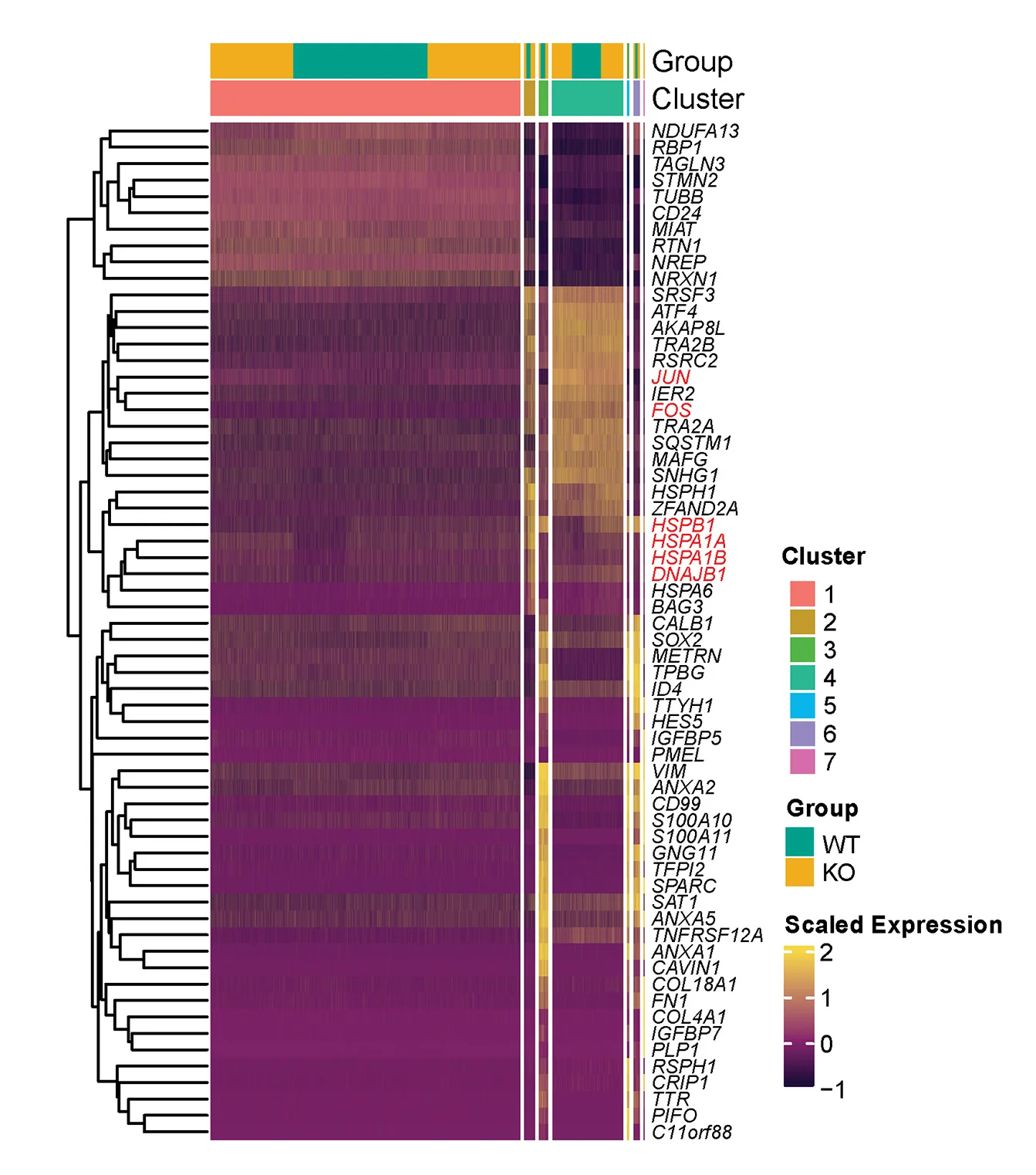 Heatmap of top enriched gene set in each cluster of p53 WT vs. p53 KO cells at 24 h post transplantation, demonstrating increased cell death-related genes in clusters 3, 5, and 6 and survival-related genes in clusters 2 and 4. Red font indicates survival-related genes.