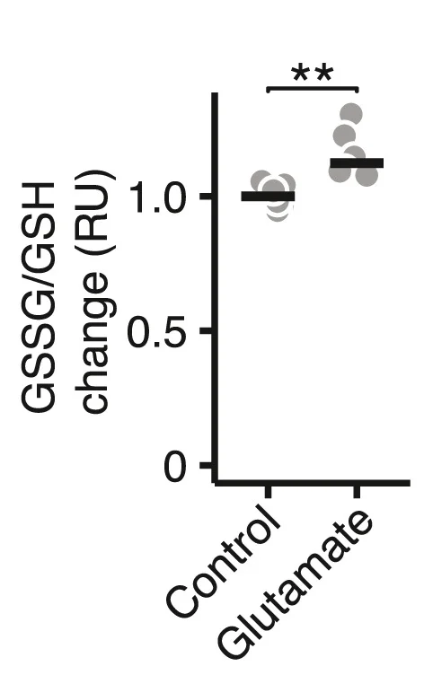 Relative fold change of the GSSG/GSH ratio in relative units (RUs) in neurons that were exposed to 50 M glutamate for 4 h (n= 5 per group).