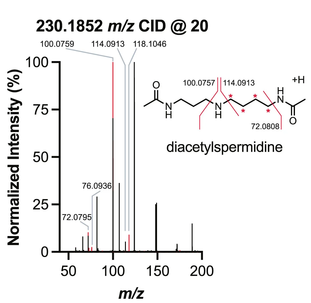 MS2 of 13C-putrescine tracing in E. coli demonstrating putrescine incorporation into diacetylspermidine. Data are mean SEM;p< 0.05;p< 0.01;p< 0.001;p< 0.0001. See also Figure S2.