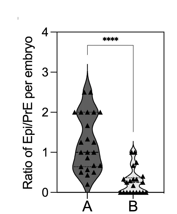 Ratio of Epi/PrE cells per embryo in treated embryos.