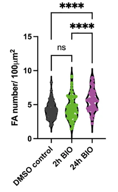 Mena-positive focal adhesions/100 μm2of DMSO or BIO-treated cells. Each dot, one cell. DMSO, n = 99 cells; 2 h BIO, n = 79 cells; 24 h BIO, n = 61 cells; 3–4 experiments.*p < 0.05,**p < 0.01, and****p < 0.0001, one-way ANOVA, Tukey’s test; ns, non-significant.