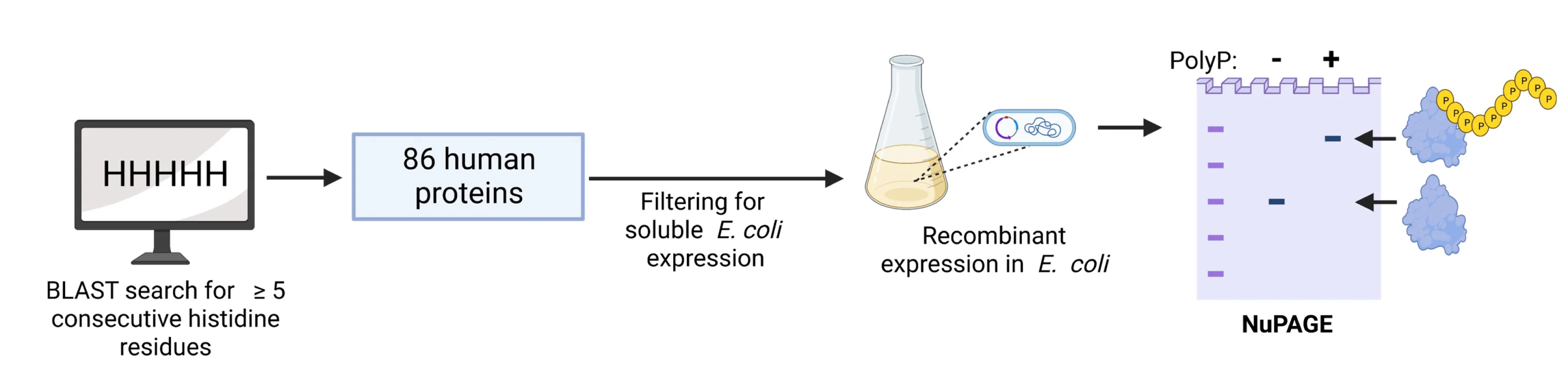 Parameters used to select human histidine repeat candidates