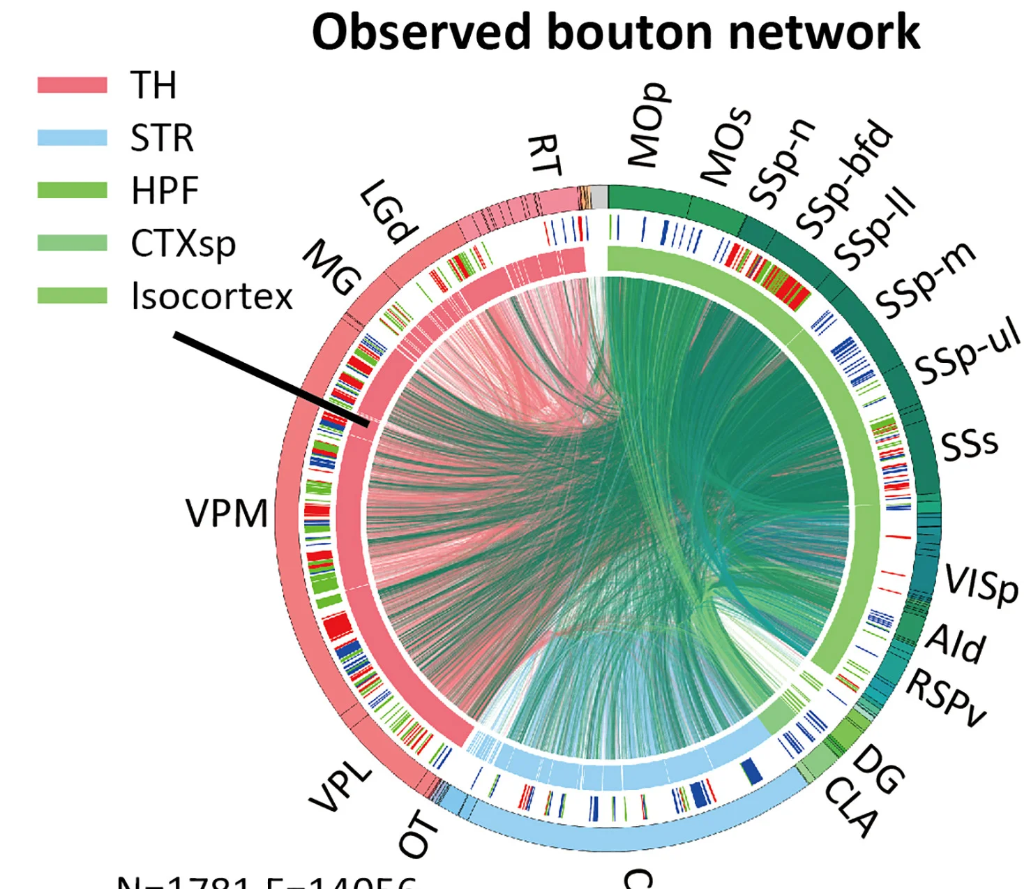 Circular plot visualization of the single-cell networks constructed based on observed (left) and uniform (right) bouton data. We assigned the colors in the outer circle by the soma location of each neuron in the network. The middle circle indicates the largest three communities obtained using the Leiden algorithm, and the inner circle indicates the broad brain regions TH, STR, hippocampal formation (HPF), cortical subplate (CTXsp), and isocortex. The lines crossing the center of the circle indicate potential connections between individual neurons. We colored them according to the soma location of the pre-synaptic neuron.