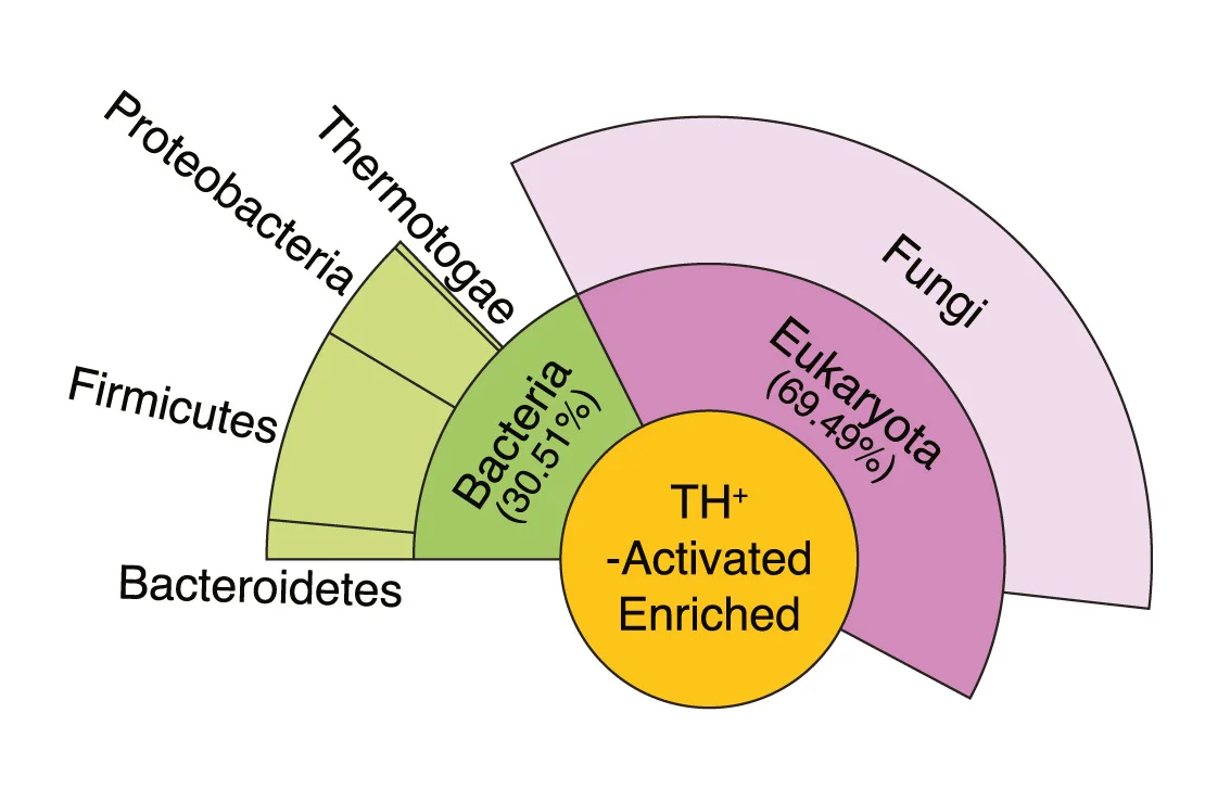 Unipept metaproteomics analysis of upregulated microbial proteins (fold change > 2, pnom.< 0.2) in TH+-activated and ChAT+-activated mice (n = 7–9 mice per group). Source data for (E) and (F) can be found at https://github.com/mazmanianlab/Griffiths_Yoo_et_al/blob/main/proteomics/metaproteomics/Microbiome_associated_proteins.xlsx.