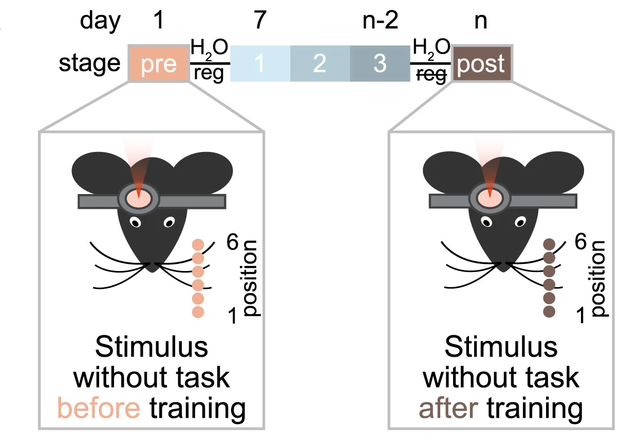 Schematic representation of the experimental protocol (n= 7 mice). ΔF/F0was measured for putative neurons in vS1 while mice were presented with a metallic pole in six different positions along their anterior-posterior axis, both before (pre-training session, light orange) and after training on the pole localization task (post-training, brown).