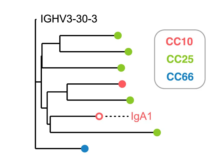 Phylogenetic representation of a single public SARS-CoV-2-specific clonotype. All mAbs in the clonotype use the IgG1 isotype except for a single IgA1 clone (indicated by text and an unfilled marker).