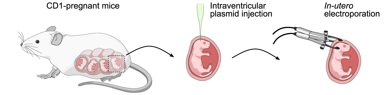 Schematic showing delivery of PSD95-FingR-GFP, Gephyrin-FingR-tdTom, and smFP into pyramidal neurons by in utero electroporation to simultaneously label excitatory (green) and inhibitory synapses (red) as well as the entire neuron (blue).