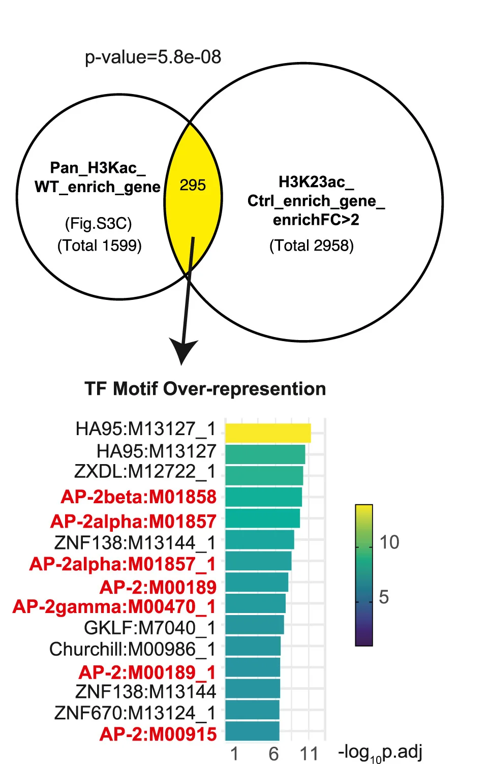 Venn diagram of overlapping genes between (upper left) genes enriched in A375 control cells versusALDH1A3KO cells mapped from total histone H3 acetylation and (upper right) MPD002 control cells versus ALDH1A3 knockdown cells mapped from histone H3K23 acetylation.pvalues by Fisher’s exact test. Transcription factor binding motif over-representation analysis of the Venn diagram overlapping genes (lower panel) showed significant enrichment of AP-2 binding motif, with enrichment score by g:Profiler (e111_eg58_p18_30541362) with g:SCS multiple testing correction method applying statistical significance threshold of 0.05.64