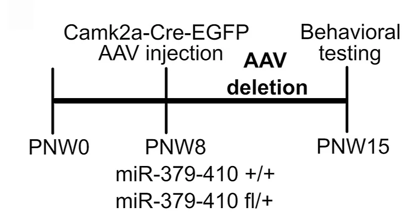 Time line of the acute AAV-mediated deletion of the miR-379-410 cluster in excitatory neurons of the hippocampus and behavioral testing.