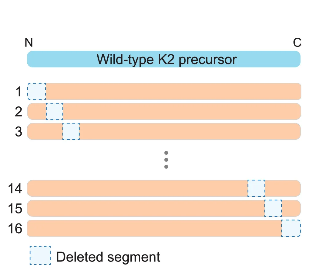 Schematic overview of the 16 deletion constructs. Each segment is replaced by an in-frame SbfI restriction site encoding Pro-Ala-Gly.