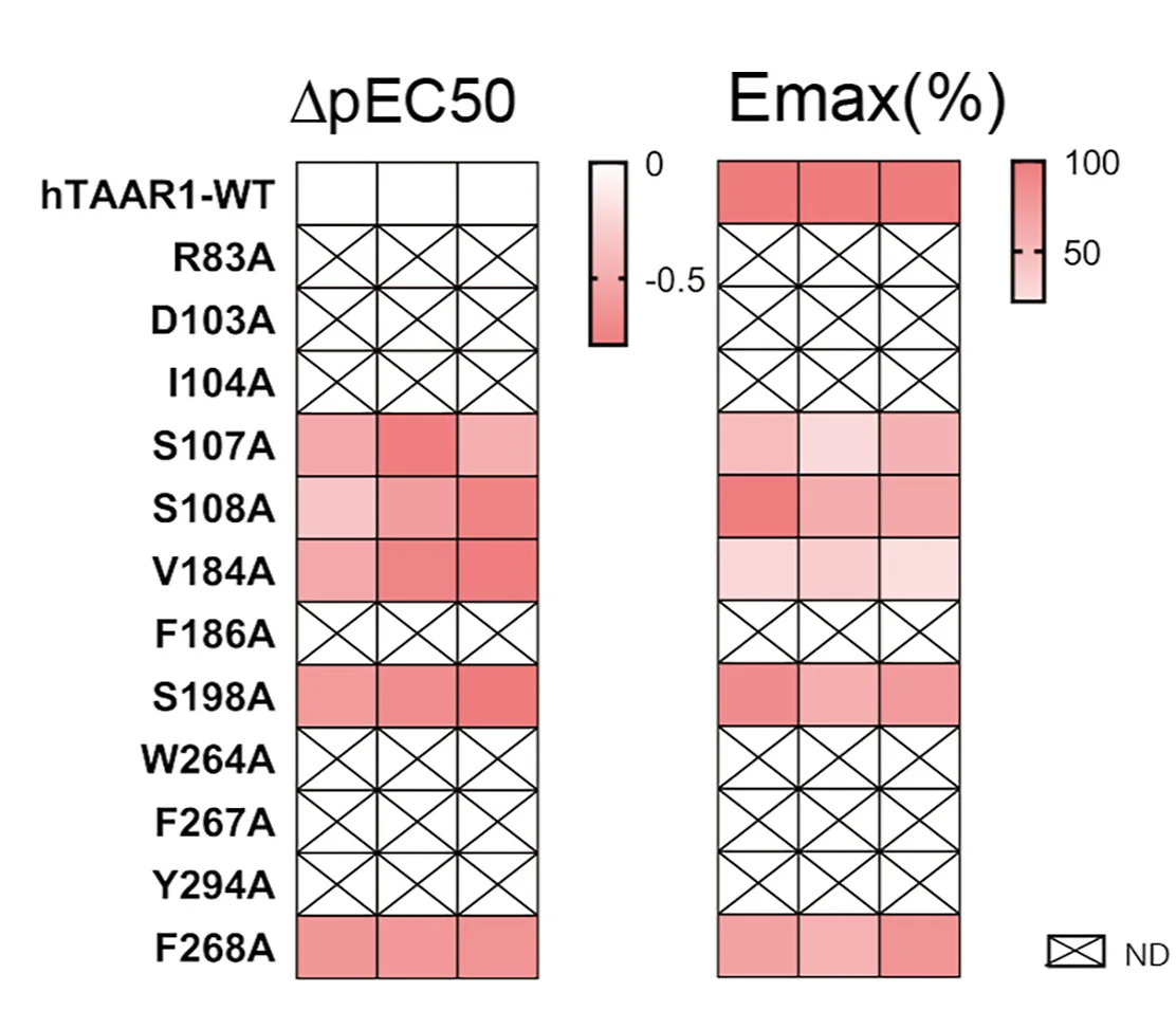 The effects of mutations in the ligand-binding pocket of TAAR1 in response to LSD as determined using the GloSensor assay. The heatmap is colored according to the ΔpEC50 value (ΔpEC50 = pEC50 of mutant − pEC50 of the wild type) and Emax (the relative percentage compared with the wild type). Data are from three independent experiments (n= 3). ND, signal not detectable.