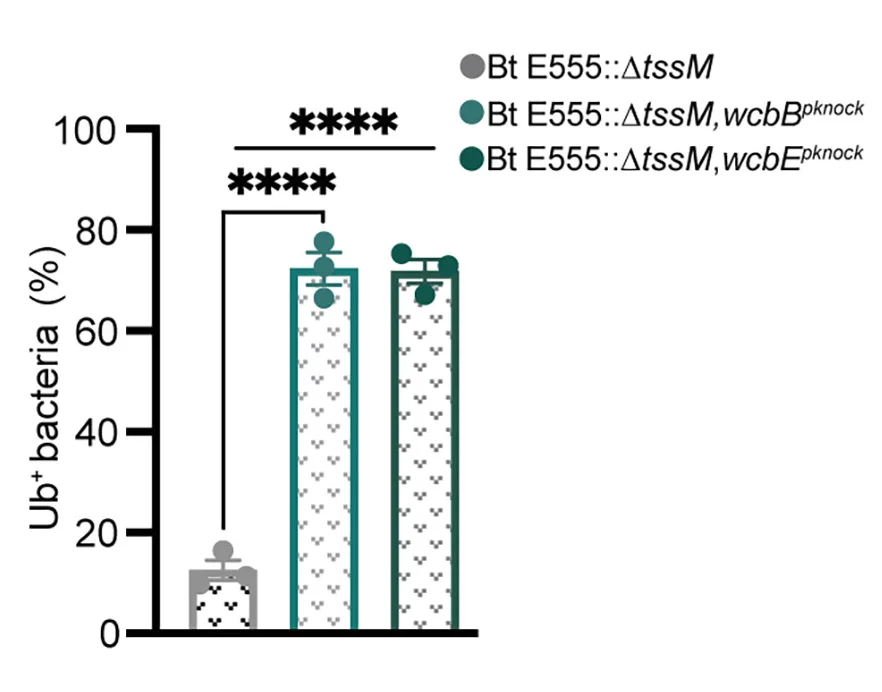 Quantification of the percentage of indicated B. thailandensis strain colocalizing with Ubiquitin, as determined by microscopy at 6 h p.i.
