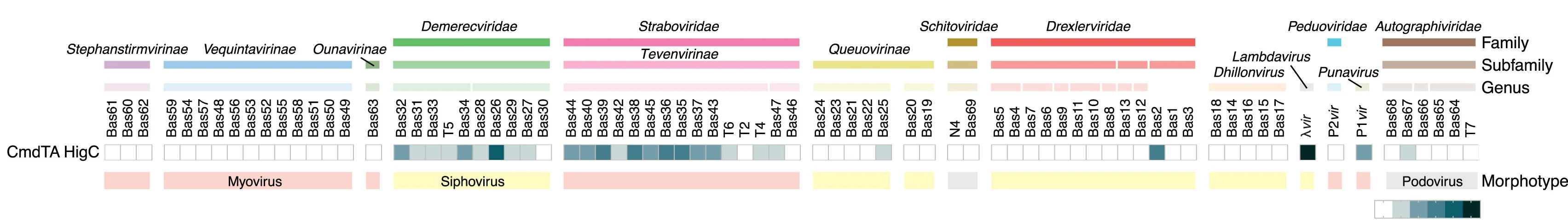 E. coli BW25113 strains expressing HigBAC, CmdTAC, or the hybrid CmdTA-HigC TAC operon composed of CmdTA toxin-antitoxin unit and HigC chaperone were challenged with 10-fold serial dilutions of BASEL23 and common lab coliphages, including the virescape_1 escape mutant variant. the results of the full screen are shown
