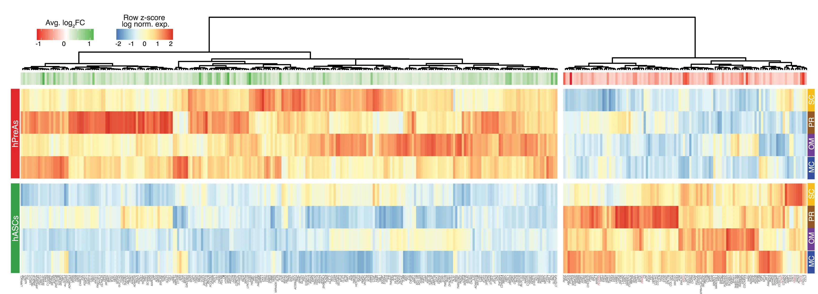 Heatmap of the differentially expressed genes between the human adipose stem cell (hASC) and the pre-adipocyte (hPreA) populations across depots, based on (C).