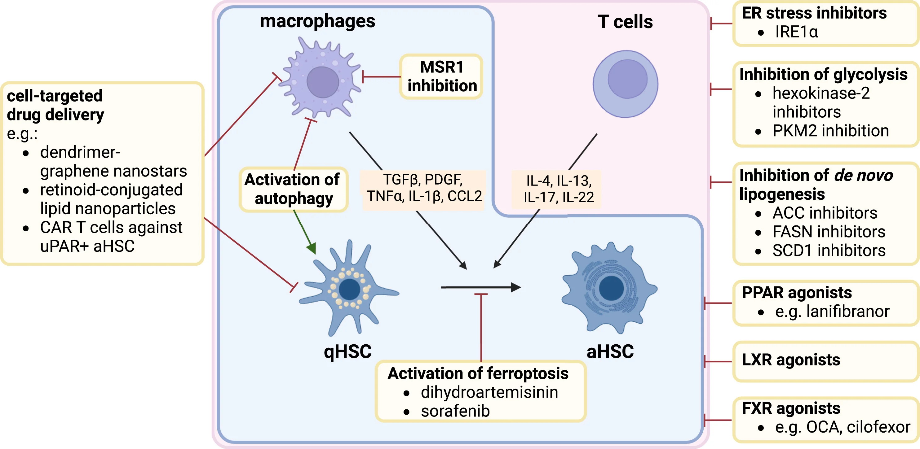 Targeting metabolic regulation in hepatic immune and stromal cells offers novel opportunities for treating liver fibrosis. Endoplasmic reticulum (ER) stress, glycolysis, andde novolipogenesis are regulated in a similar fashion in macrophages, T cells, and activated HSCs (aHSCs) and, therefore, could target the activation of all three lineages (red outline). Activation of nuclear receptor signaling through peroxisome proliferator-activated receptor (PPAR), liver X receptor (LXR), or farnesoid X receptor (FXR) elicits anti-inflammatory and anti-fibrotic effects on macrophages and HSCs (blue outline), though effects on hepatic lymphoid populations have not yet been described. Furthermore, autophagy and ferroptosis have discrete roles in macrophage and stellate cell activation. Although autophagy is anti-inflammatory in macrophages, it is critically involved in the activation of HSCs. Similarly, ferroptosis has anti-fibrotic effects and limits HSC activation, while overall its net effect is understood to be more proinflammatory. In addition, at least in metabolic-dysfunction-associated steatohepatitis, targeting macrophage scavenging receptor 1 (MSR1) may limit lipid-induced macrophage inflammation. Not least, considering the complex interplay of metabolic pathways, cell-targeted drug delivery may help in reducing off-target effects. ACC, acetyl-CoA carboxylase; CCL2, C-C-motif ligand 2; ER, endoplasmic reticulum; FASN, fatty acid synthetase; FFA, free fatty acid; IL, interleukin; IRE1alpha, inositol-requiring enzyme 1 alpha; MSR1, macrophage scavenging receptor 1; OCA, obeticholic acid; PKM2, pyruvate kinase M2; PDGF, platelet-derived growth factor; PPAR, peroxisome proliferator-activated receptor; ROS, reactive oxygen species; SCD-1, stearoyl-CoA desaturase; TNF-alpha, tumor necrosis factor alpha. Created withBioRender.com.