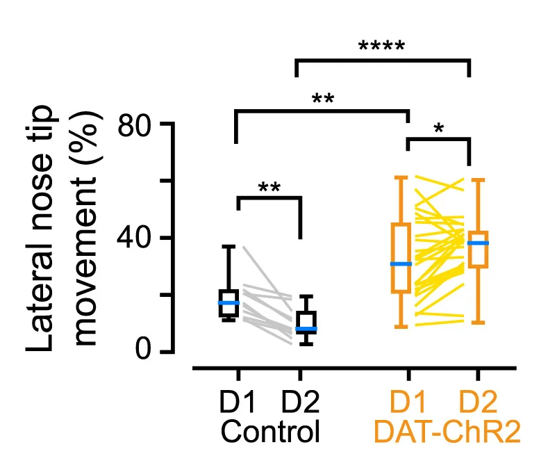 Quantifications for the changes in lateral movements of the nose tip at the cue onset.