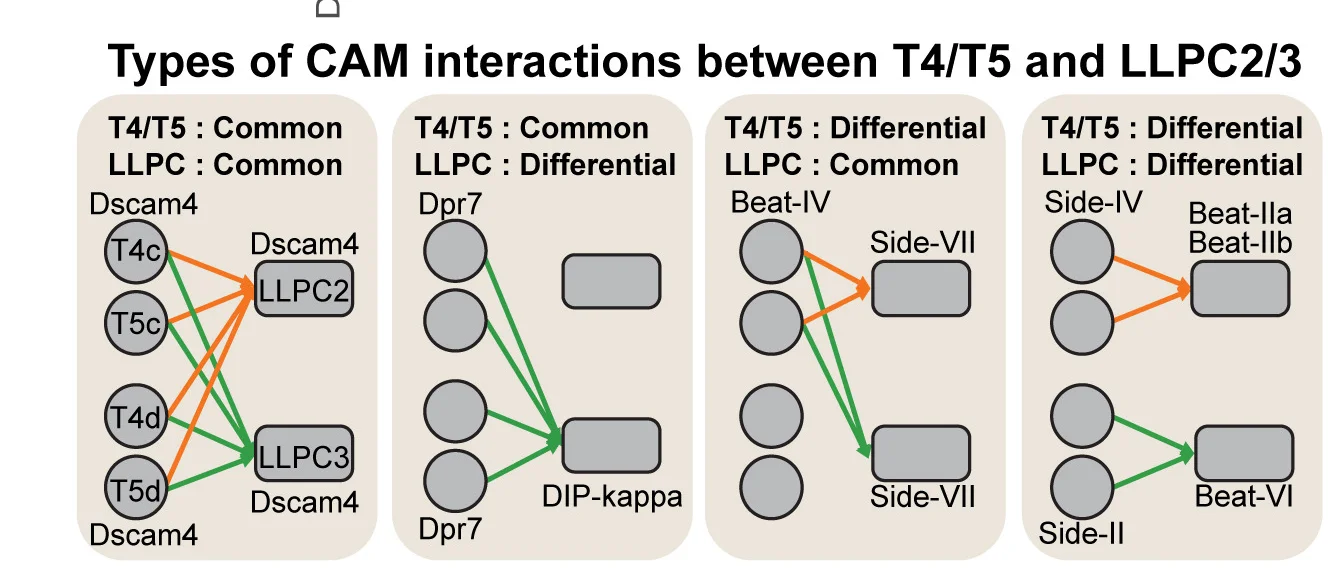 Examples of matching CAM interactions between T4/T5 and LLPC. Only two pairs of interactors correlate with connectome: Side-IV::Beat-IIa/b and Side-II::Beat-VI (orange and green arrows in C–E).
