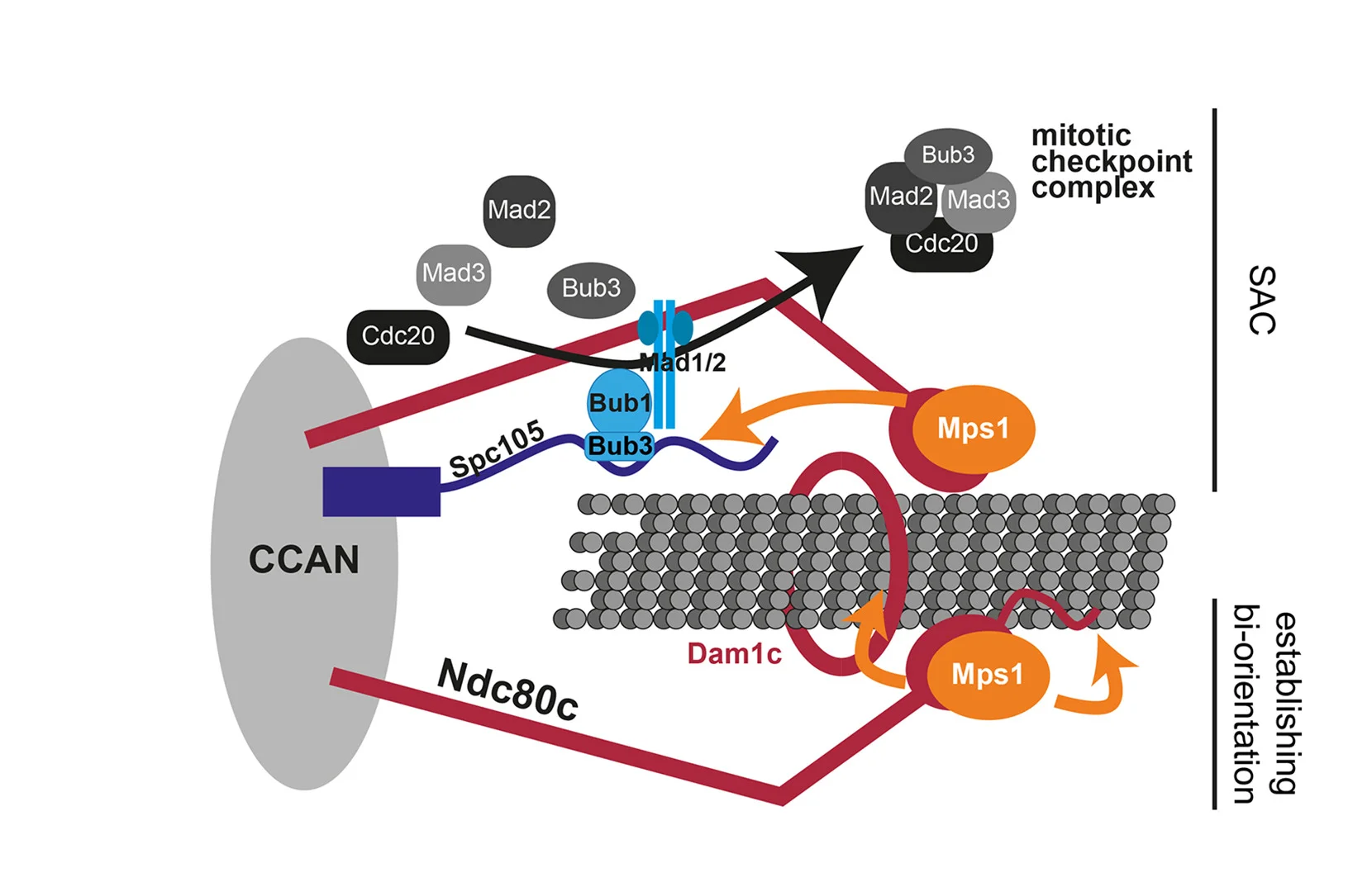 Schematic illustration of Mps1 functions at the kinetochore. Ndc80 acts as the main kinetochore receptor for Mps1. Mps1 promotes mitotic checkpoint complex assembly as well as establishment of bi-oriented end-on attachments.