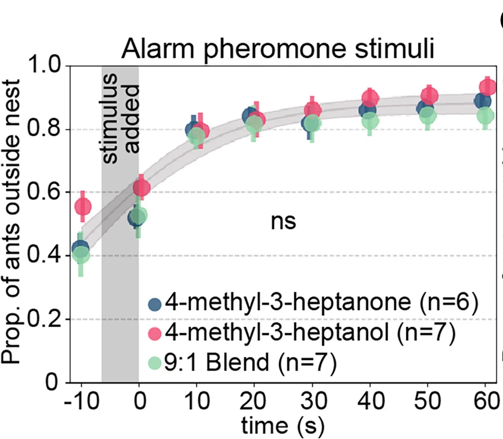 Data from young and old ants were pooled, and results from the three alarm pheromone stimuli were compared. Data points are slightly jittered. For (B) and (C), we used the extra sum-of-squares F test on same versus different curves, and vertical gray bars show the time window when the stimulus was added to the arena. SeeData S1for behavioral data. SeeTable S1for statistical analysis details. Data points show mean SEM. Ribbons show 95% CI of the curves. ns,p> 0.05.