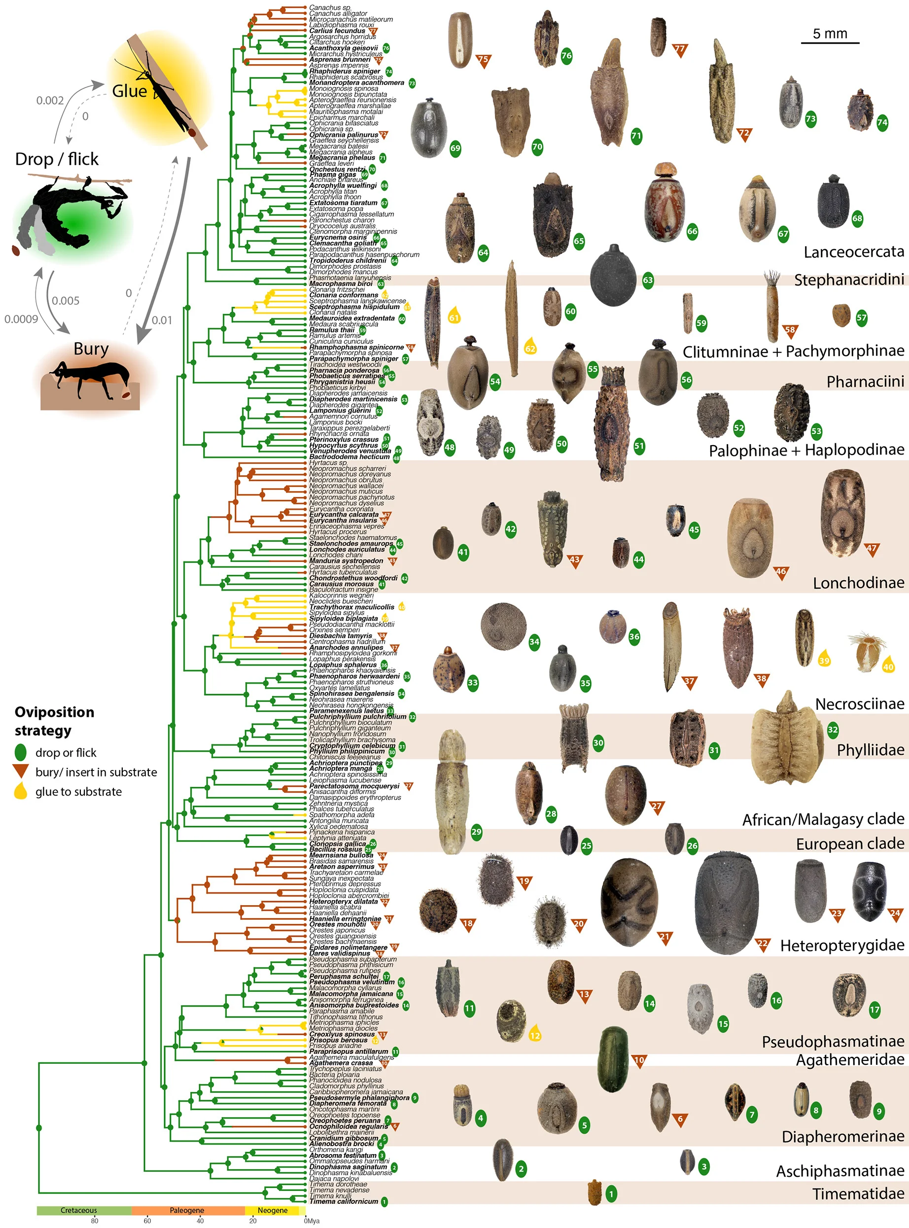 The ancestral state reconstruction used stochastic character mapping and a transition matrix (inset) estimated by maximum likelihood. Scaled egg pictures in dorsal view correspond to the species listed inTable S1. Dropped or flicked eggs are represented by a green oval, buried eggs by a brown triangle, and glued eggs by a yellow droplet.