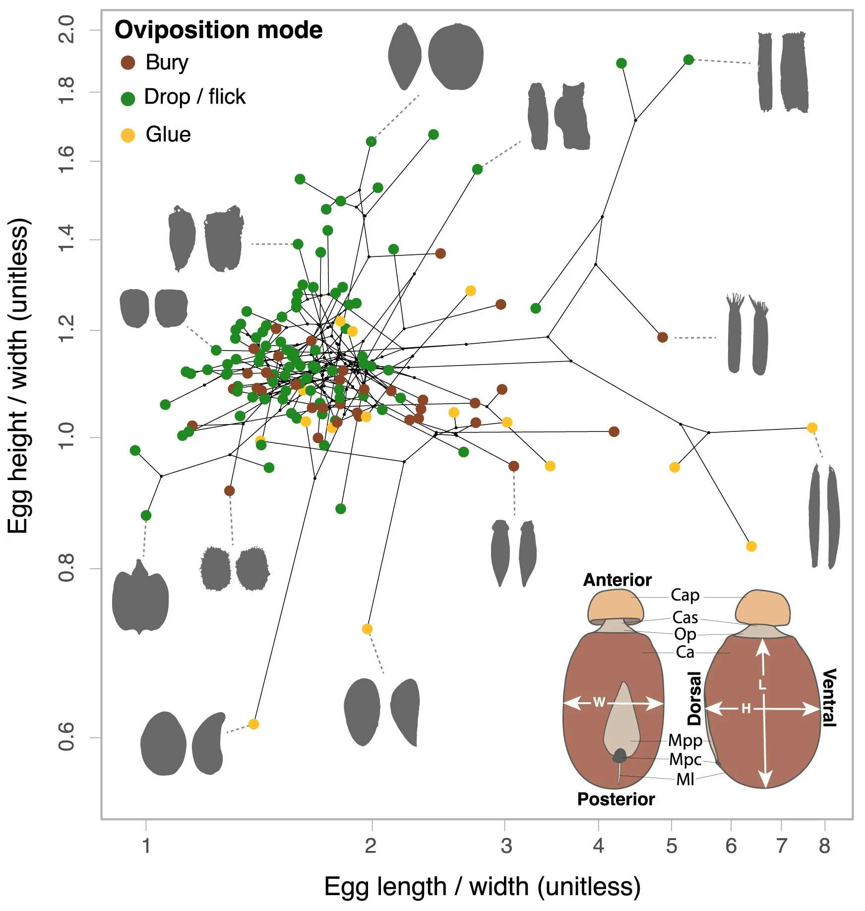 Phasmid egg morphospace showing egg length over width and height over width. These aspect ratios explain most of the variation in egg shape (Figure S1). Black lines between points represent underlying phylogenetic relationships. Egg silhouettes are represented in dorsal (left) and side (right) view. Bottom right inset shows the drawing of a phasmid egg (Eurycnema osiris). Cap, capitulum; Cas, capitulum stalk; Op, operculum; Ca, egg capsule; Mpp, micropylar plate; Mpc, micropylar cup; Ml, median line; L, egg length; W, egg width; H, egg height. Colors correspond to oviposition mode.