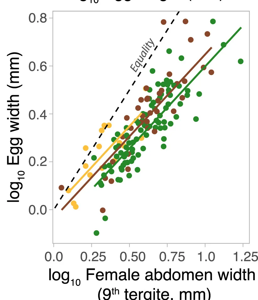 Egg width as a function of the width of the adult female ninth tergite (i.e., where the egg is released). Phylogenetic least-square regressions are shown and correspond to the analyses in Table S3. Dashed lines represent the equality line.