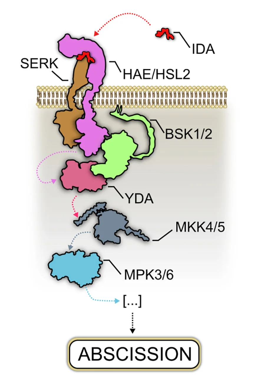 Diagram of the proposed mode of action for BSK proteins and YDA in the context of IDA perception during floral organ abscission. BSK proteins, as interactors of HAE/HSL2 as well as of YDA, could scaffold their assembly and allow activation of YDA by the plasma membrane receptors. Once activated, YDA would trigger the MAPK phosphorylation cascade and induce abscission. Protein shapes were based on their respective AlphaFold database models (excluding unstructured domains), except for the extracellular domains of HAE/HSL2, SERK, and the IDA structure that were extracted from PDB:5IYX.