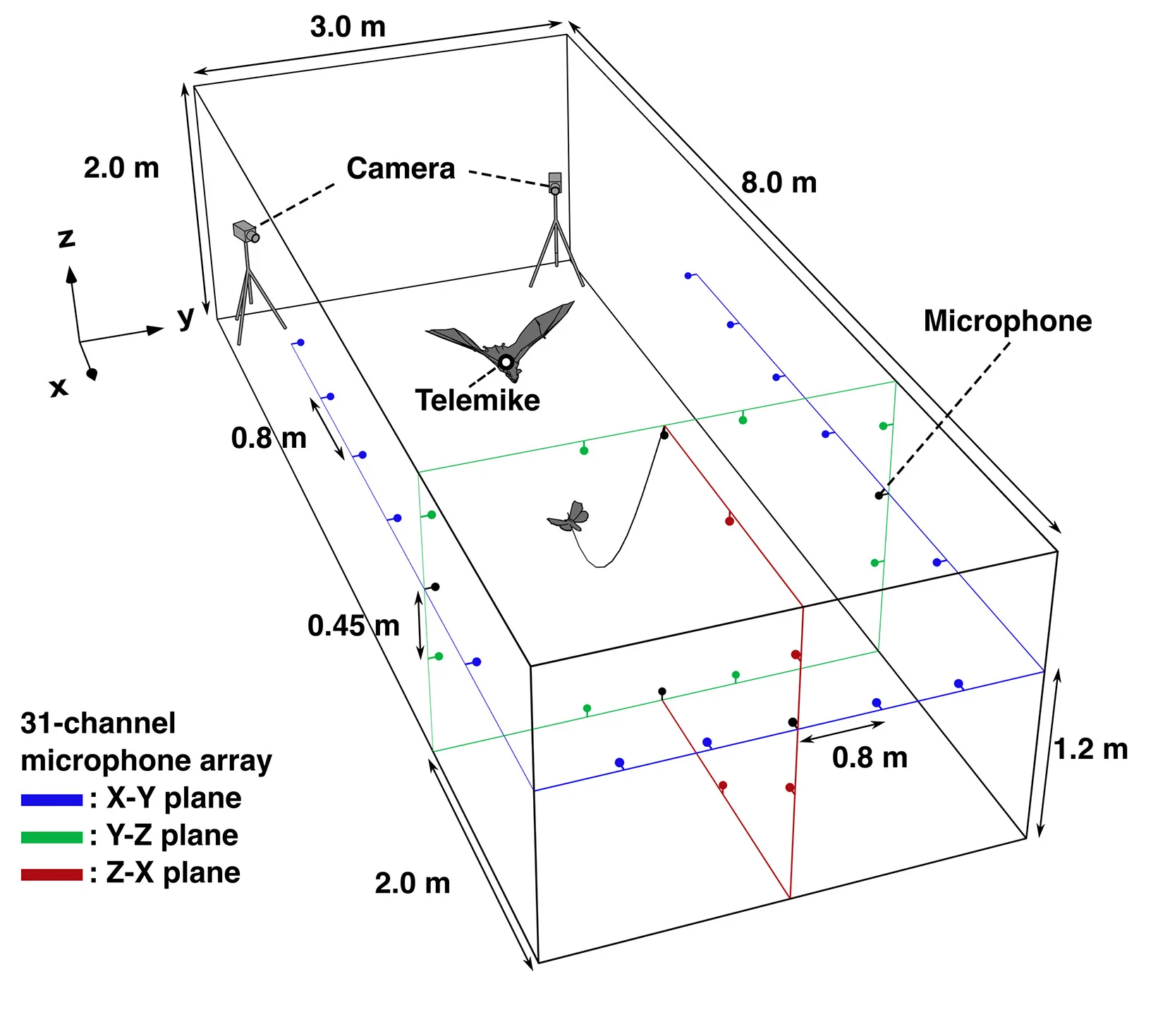 The flight chamber with the microphone array system measures the 3D direction and beamwidth of pulses emitted by bats during moth-capture flight. The microphone array consists of 31-channel microphones. Seventeen microphones are arranged in a U-shape on the X-Y plane 1.2 m from the floor (blue frame). Seven microphones are vertically placed on the Z-X plane (red frame) and combined with 12-channel microphones in an O-shape on the Y-Z plane at a 2-m distance from the front wall (green frame). The microphones are spaced at 0.5-m intervals on the x axis, 0.8-m intervals on the y axis, and 0.45-m intervals on the z axis.