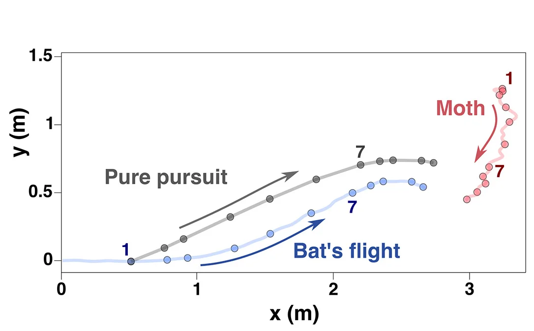 An example of the trajectories of original and simulated pure pursuit flights (top view). The circles indicate the animals location when the bat started to react to the update of target information 120 ms after each pulse emission. These trajectories indicated that the bat followed a clear, short-cut course. Top and side views of trajectories in all sessions are available in a repository (see data and code availability in STAR Methods).