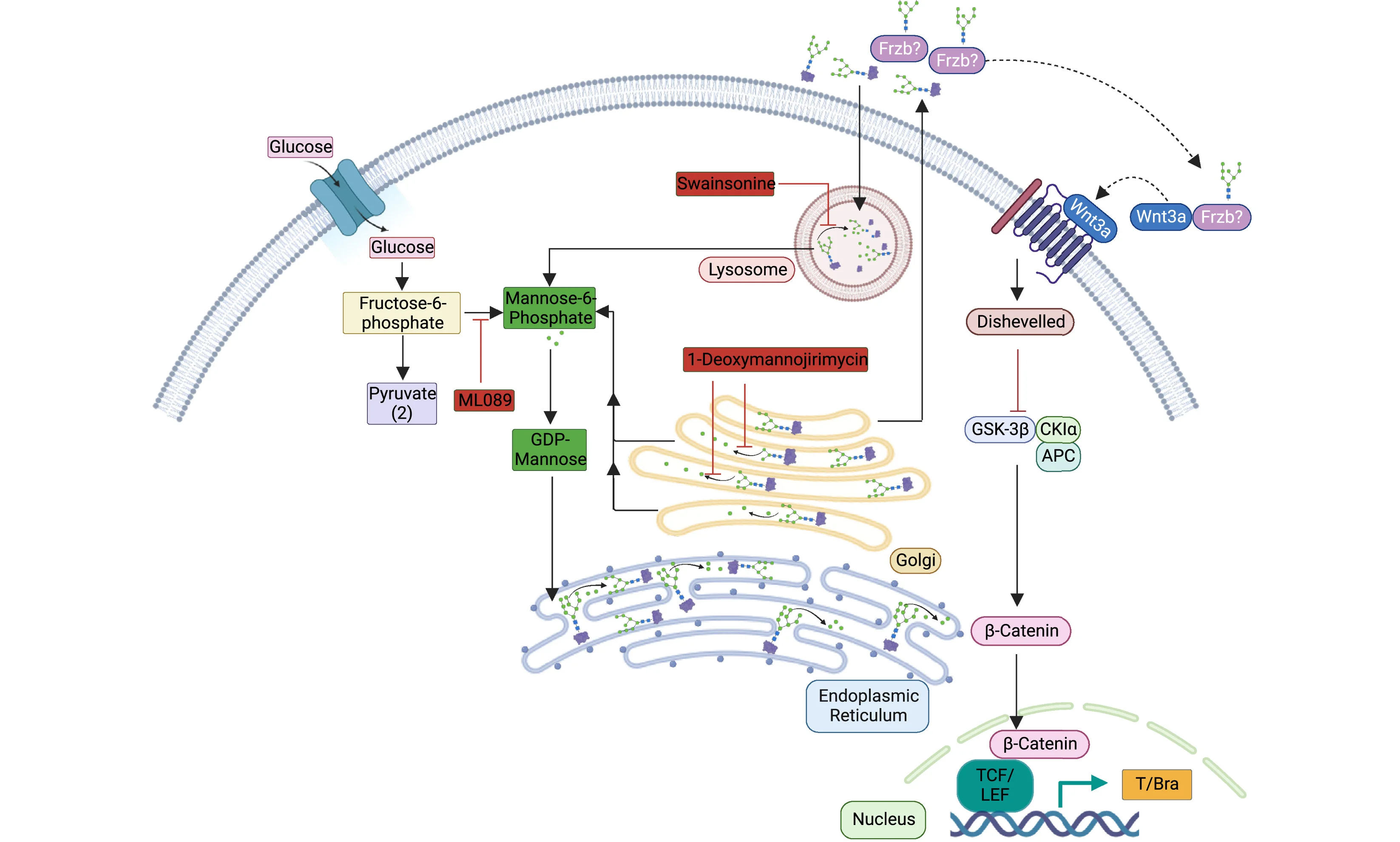 Schematic showing the working model of how mannose is crucial for mesoderm specification. Red boxes denote the inhibitors that block the production or recycling of mannose.