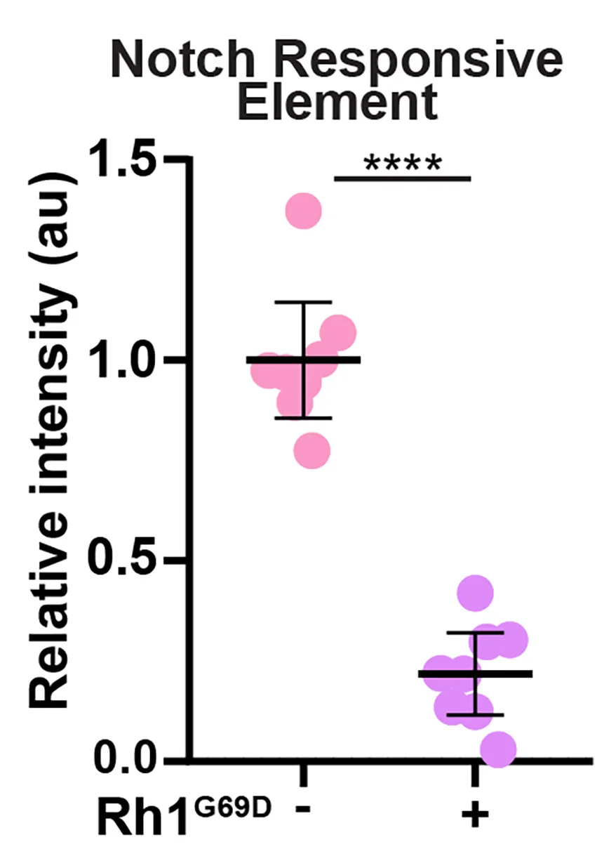 Notch transcriptional activity visualized with a Notch responsive element reporter (white). Notch in Rh1G69D-expressing cells (GFP+) compared with wild-type cells (GFP−). Error bars, 95% confidence intervals.p 0.0001. Scale bars, 20 μm.