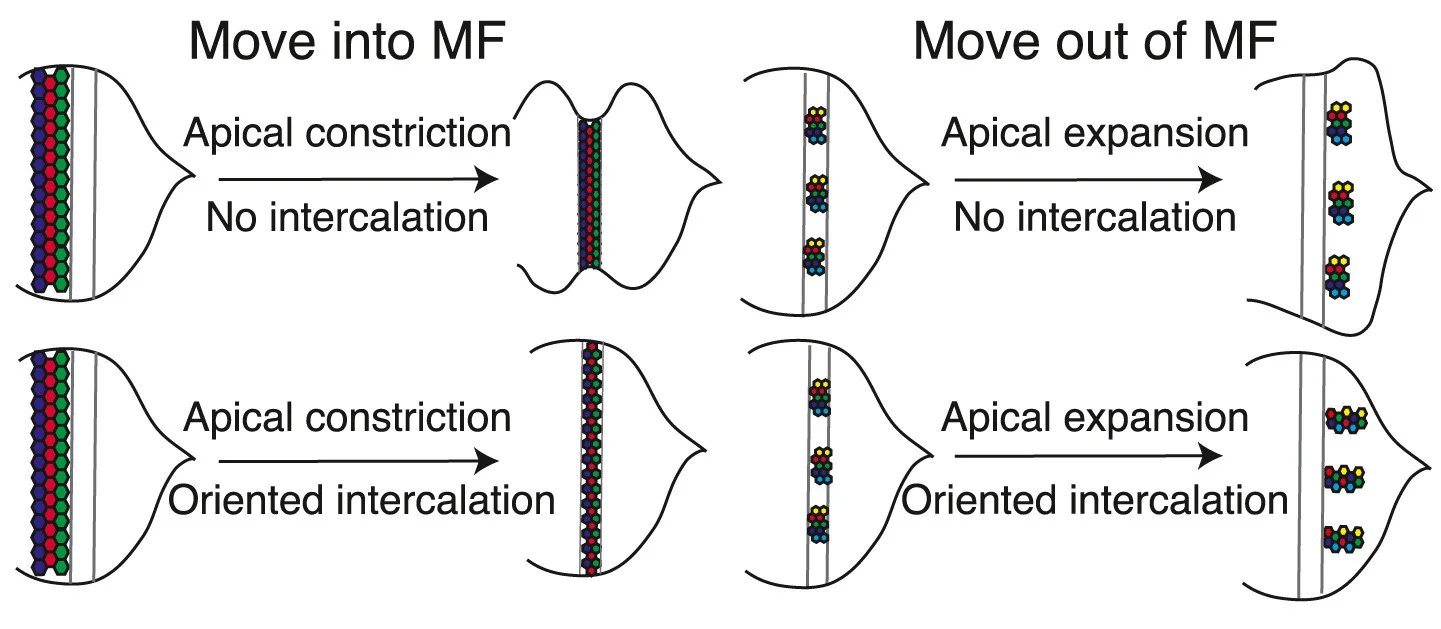 Schematics illustrating consequences of apical cell constriction or expansion on tissue shape in the absence or presence of oriented cell intercalation.