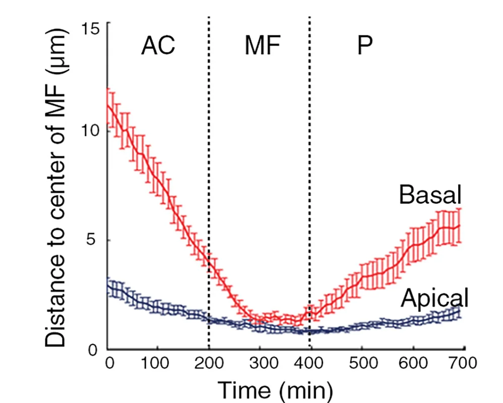 Distance between apical or basal side of CD8-GFP-labeled clones of cells and morphogenetic furrow over time. Clones move into and out of morphogenetic furrow. Mean and SEM are shown.n= 5 clones in 5 eye discs. See alsoFigure S4andVideos S7andS8.
