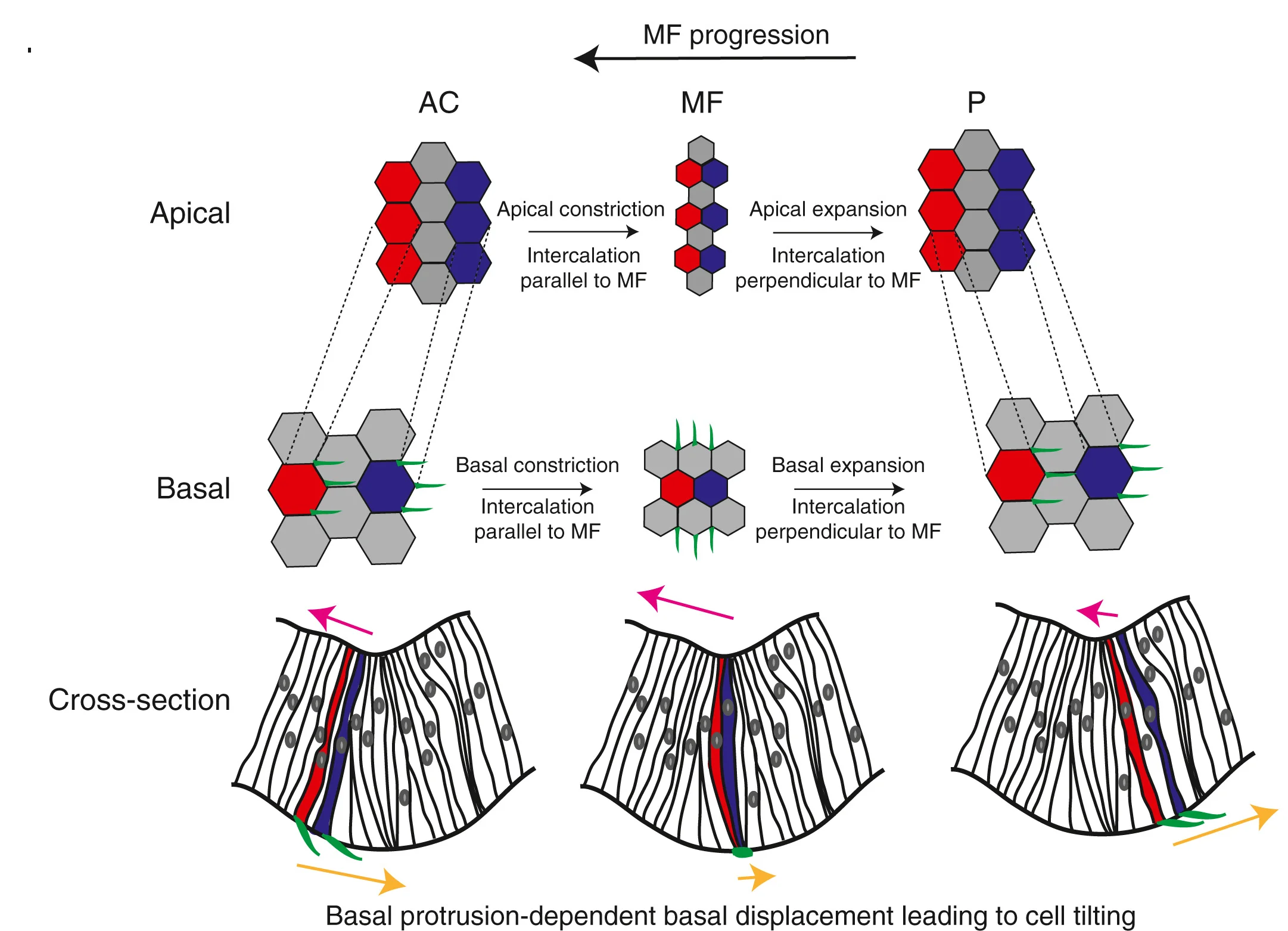 Summary of shape change and displacement of cells progressing through the morphogenetic furrow. Cells entering MF constrict both apically and basally and undergo intercalations at both apical and basal sides forming new junctions parallel to MF. Cells exiting the MF expand their apical area and undergo intercalation, forming new junctions perpendicular to MF. Basal area of non-photoreceptor cells (depicted here) expands. Within MF, apical cell side flows toward anterior. Cells entering and exiting MF form protrusions oriented preferentially toward the posterior that enable basal cell displacement toward posterior, leading to tilting of cells. See alsoFigure S7andVideo S13.