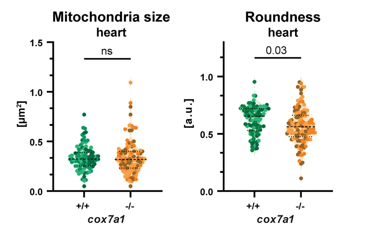 Measurement of mitochondrial size and roundness in heart from transmission electron microscopy of skeletal muscle and heart from adult fish (n= 3 males per genotype). Unpaired t test.