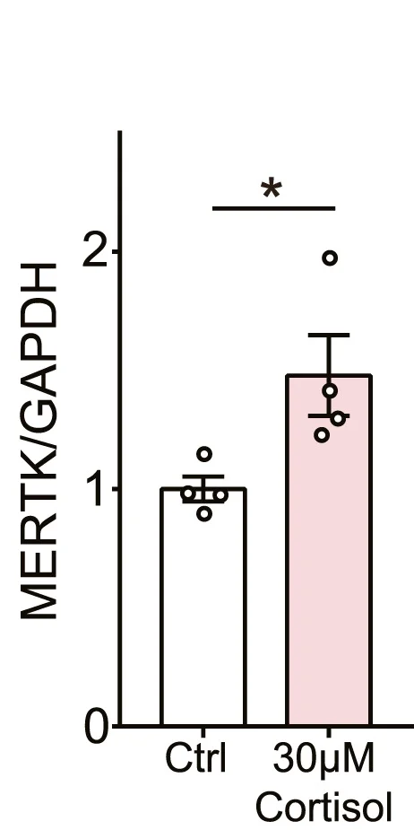 Bar graphs showing the expression of MERTK in control and cortisol-treated hCOs (n = 4 and 4).