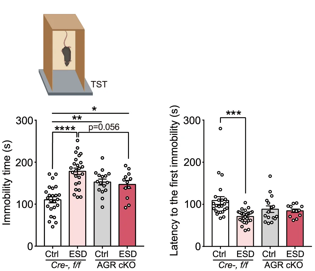 Schematic illustration of the behavioral tests and bar graph showing the results from Cre−control, Cre−ESD, AGR cKO control, and AGR cKO ESD groups. Depressive behaviors measured by the TST (mean duration of immobility [left] and mean latency to the first immobility episode [right]). Note that all behavioral symptoms observed in Cre−ESD mice were substantially normalized in the AGR cKO ESD mice. n = 24 for Cre−control mice; n = 24 for Cre−ESD mice; n = 16 for AGR cKO control mice; n = 12 for AGR cKO ESD mice.