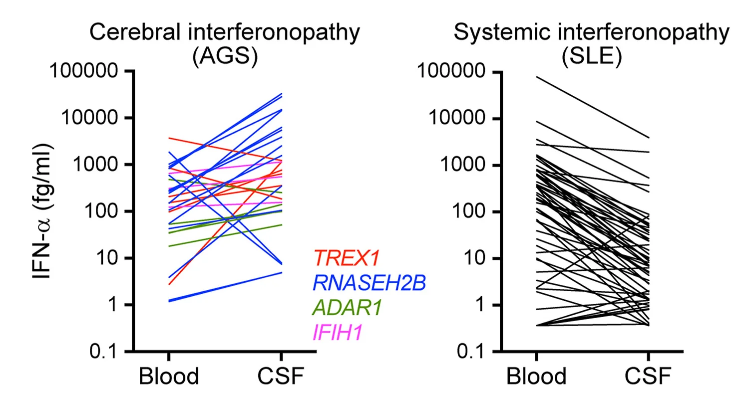 CSF concentrations are significantly higher than serum in individuals with AGS (p= 0.005, two-tailed paired Wilcoxon test). Serum IFN-α concentrations are significantly higher in serum than CSF in individuals with SLE (p< 0.0001, two-tailed paired Wilcoxon test). Data from 133 blood-CSF pairs.